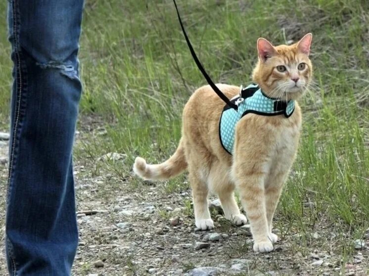 Кот на шлейке фото Костромичам теперь придется выгуливать кошек на поводке, иначе - штраф - МК Кост