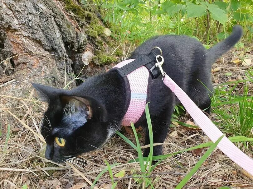 Кот на шлейке фото котик (прикольные картинки с кошками) :: котэ / смешные картинки и другие прикол