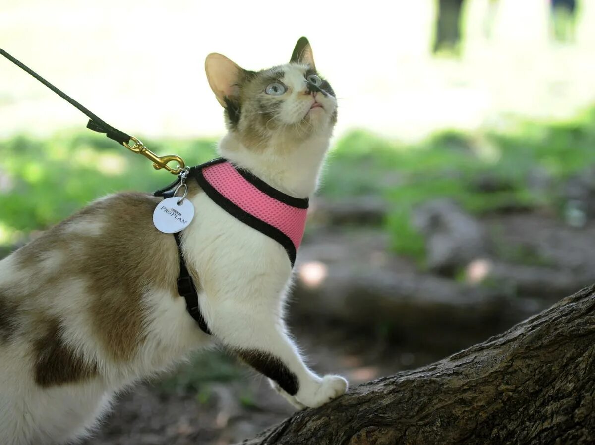 Кот на шлейке фото All Right. Some Cats Do Fetch WNYC New York Public Radio, Podcasts, Live Streami