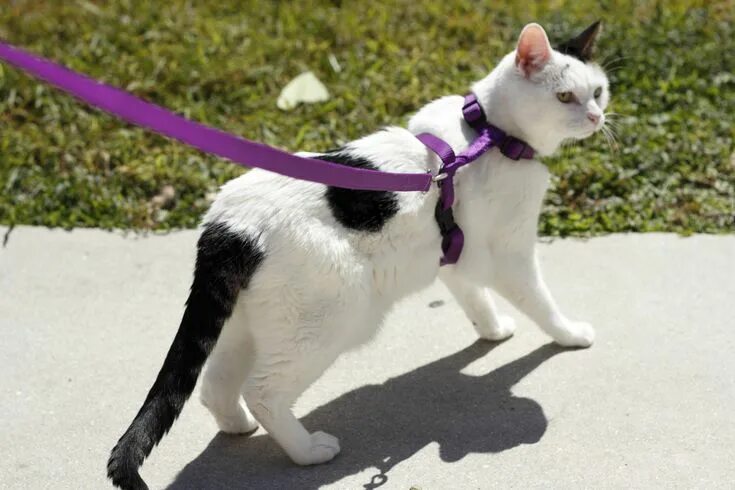 Кот на шлейке фото How To Train Your Cat To Walk On A Leash - Cats and Meows Cat leash, Best cat ha
