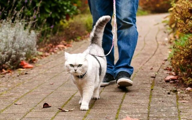 Кот на шлейке фото Explore the Outdoors: Leash Training Your Cat - Kittens Whiskers Cats and kitten