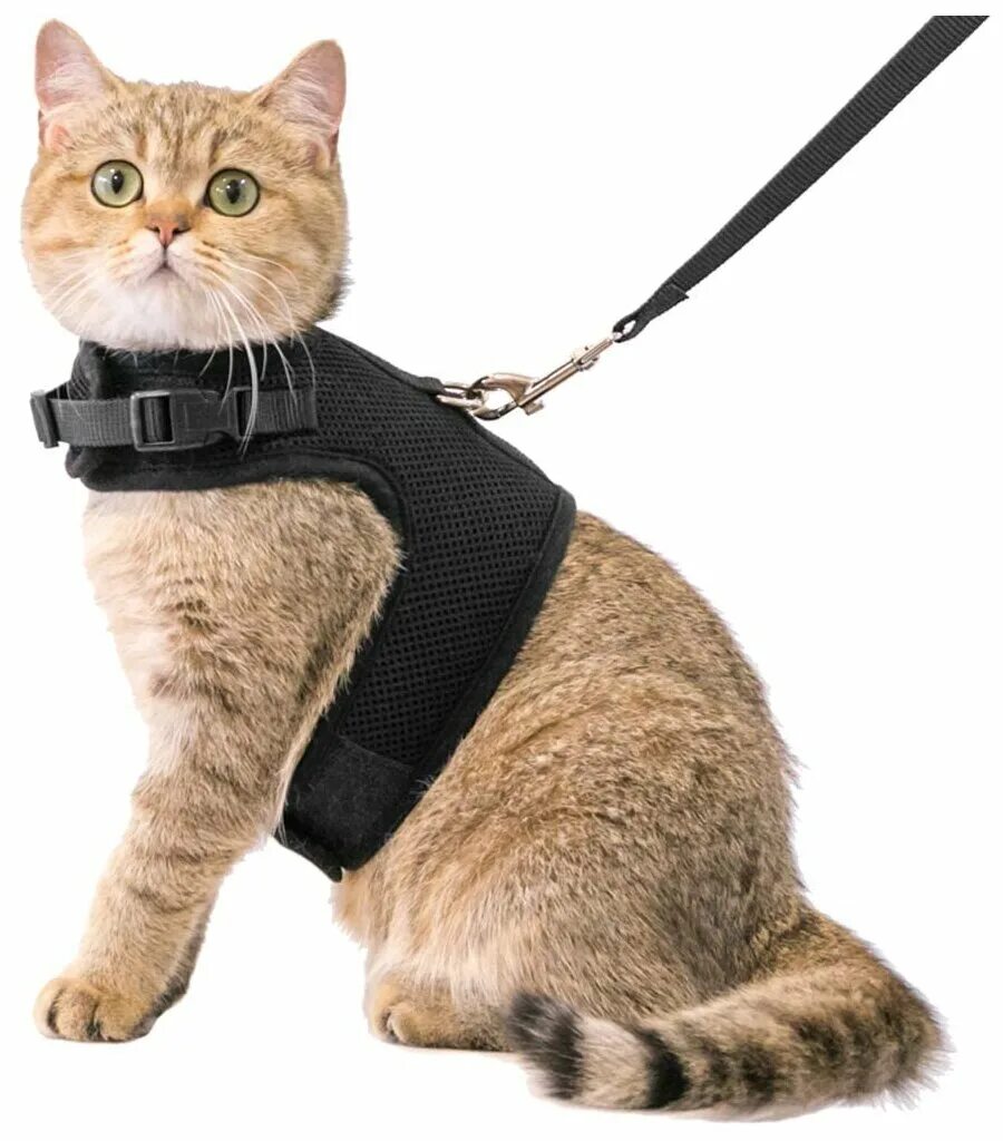 Кот на шлейке фото Шлейка для кошек, кроликов с поводком, удобный ошейник Pets & Friends PF-CH - ку
