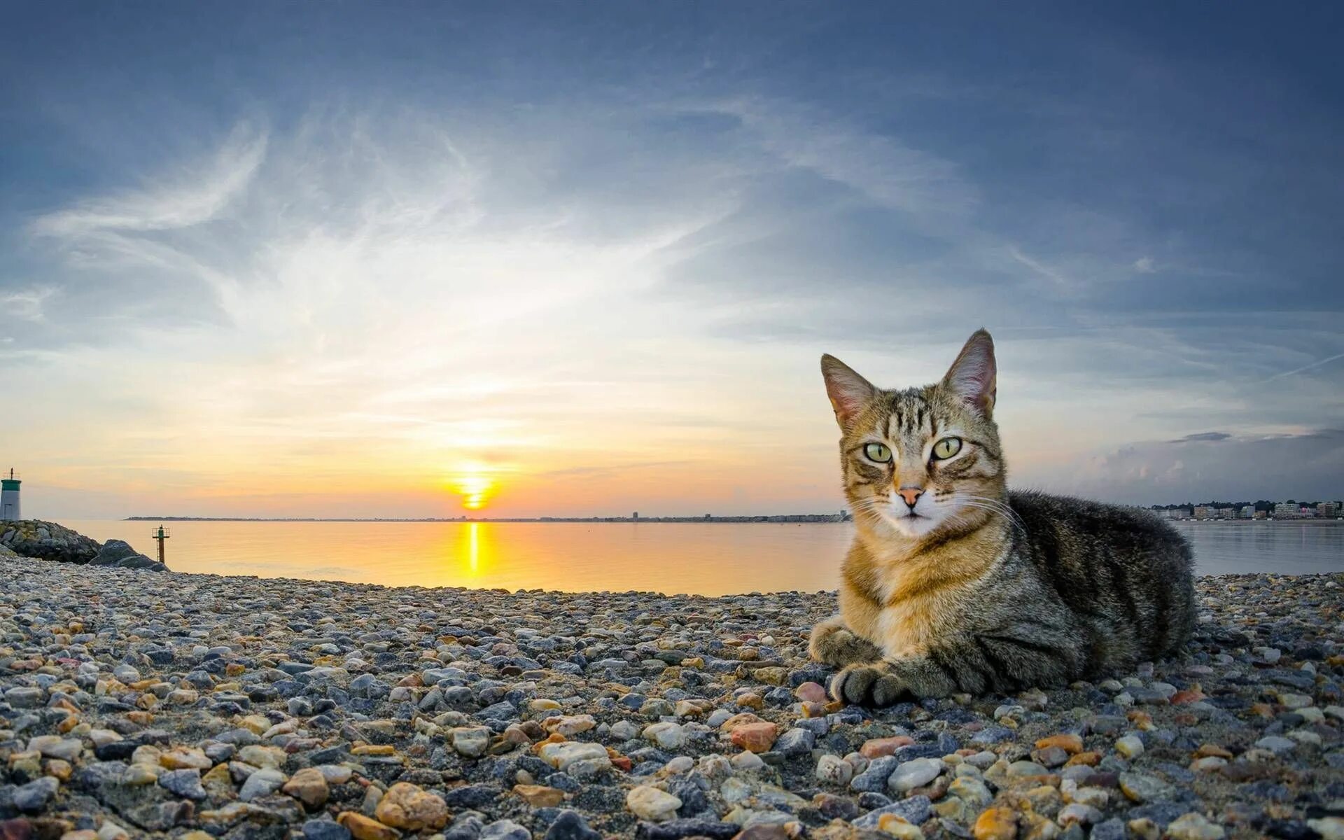 Кот на солнце фото Cat on the Beach