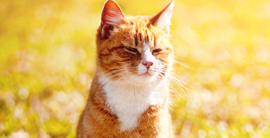 Кот на солнце фото Pin on LifeWithCats
