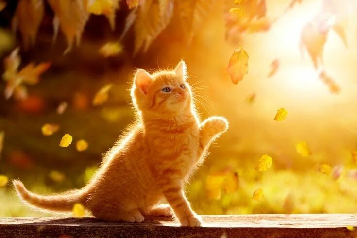 Кот на солнце фото Pin on Кошки и котята/Cats and kittens Pretty cats, Cat photo, Kittens