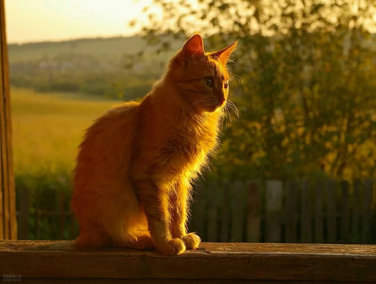 Кот на солнце фото Солнце кот читать: найдено 84 изображений