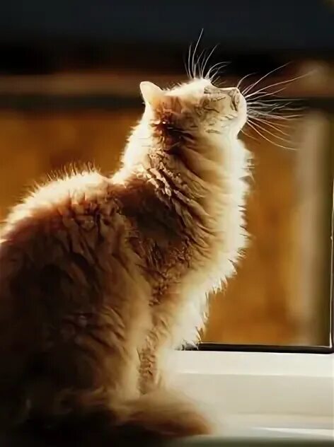 Кот на солнце фото 96 Backlight cats/kitten ideas cats, crazy cats, cute cats