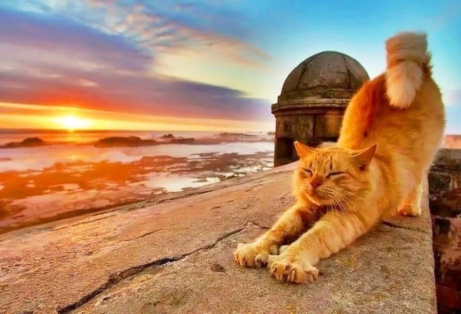 Кот на солнце фото Кошка На Солнце/Бесплатные Стоковые кадры с Животными/Без Роялти/Без авторских п