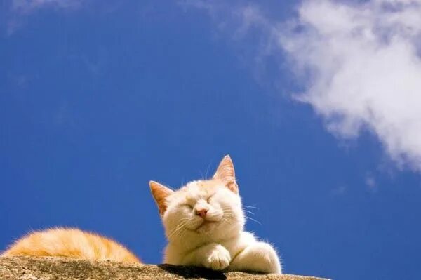 Кот на солнце фото Hmmm...Mo-mo-Monday again! Why do the weekends always go so fast?