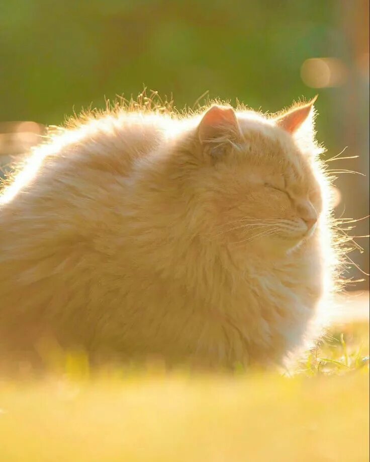 Кот на солнце фото Pin by Angie Sloan / Prints Escape Pr on animals in 2022 Beautiful cats, Funny a