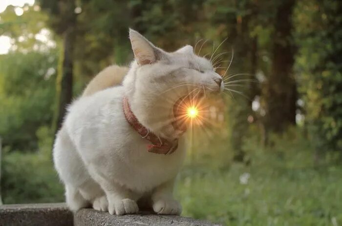 Кот на солнце фото White Fur Cat, the Devourer of light and the deadly jaw - 9GAG