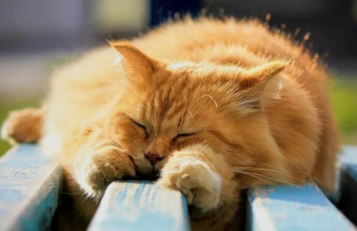 Кот на солнце фото Pin on KOČKY FOTO / CATS FOTO