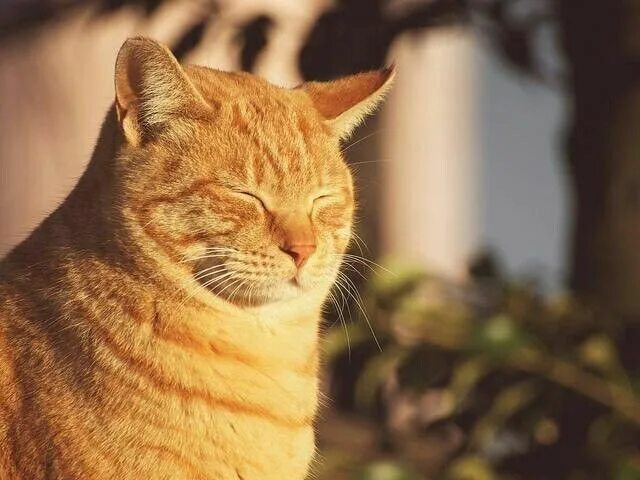 Кот на солнце фото Пин от пользователя Ольга Котова на доске Разные картинки Милые котики, Погода, 
