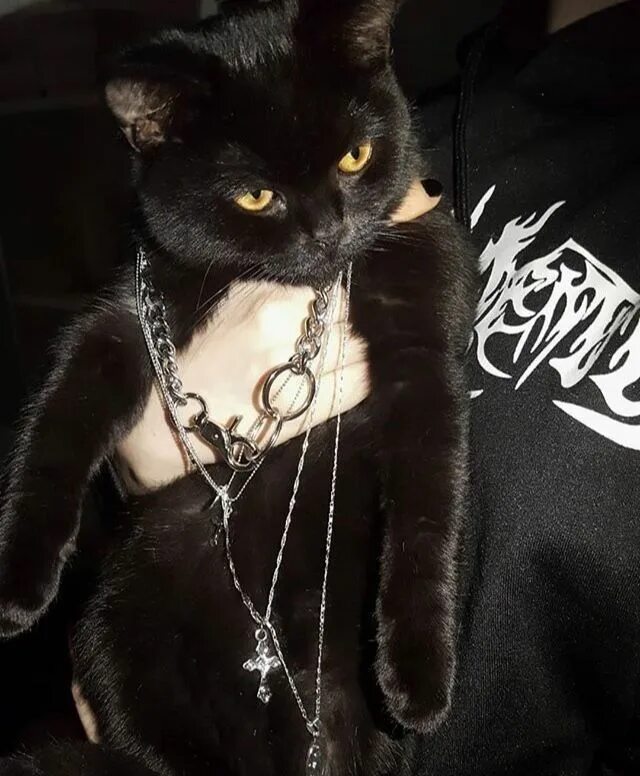 Кот на цепи фото Pin on B o k u n o h e r o ♡ Black cat aesthetic, Cat aesthetic, Punk cats