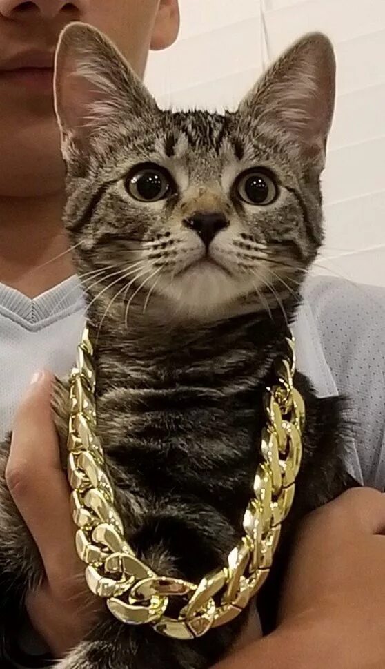 Кот на цепи фото Funny Cat Pictures
