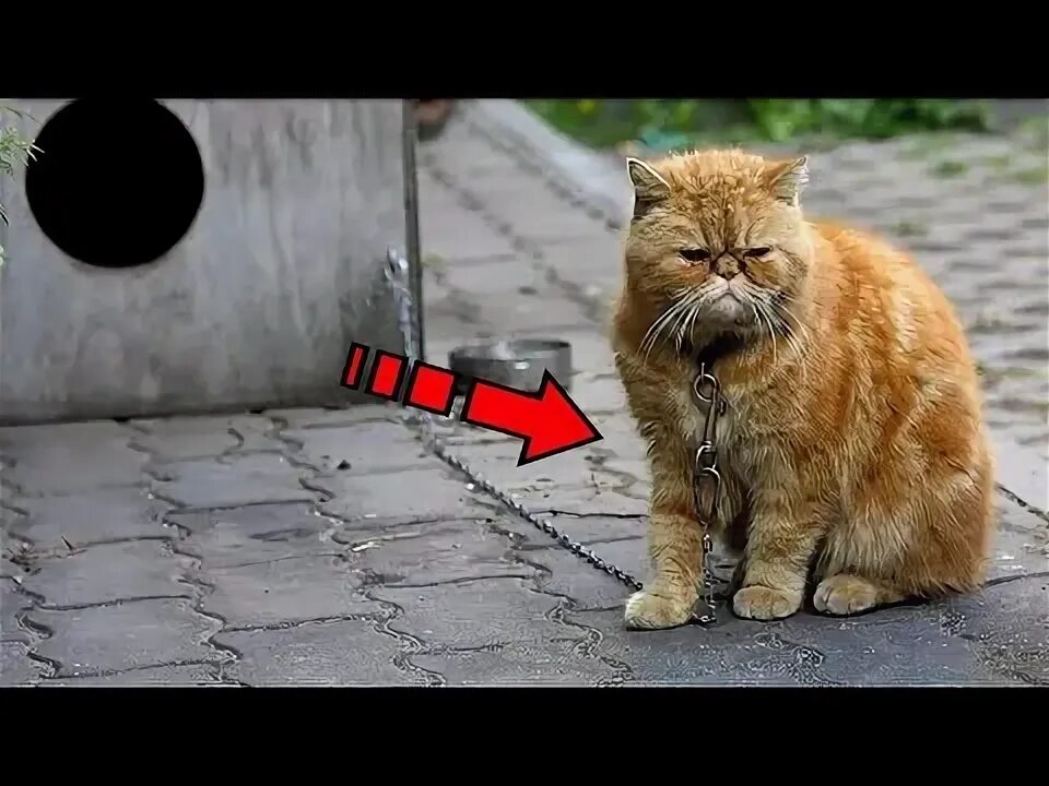 Кот на цепи фото Хозяева посадили кота на цепь и уехали. А дальше произошло невероятное! - YouTub