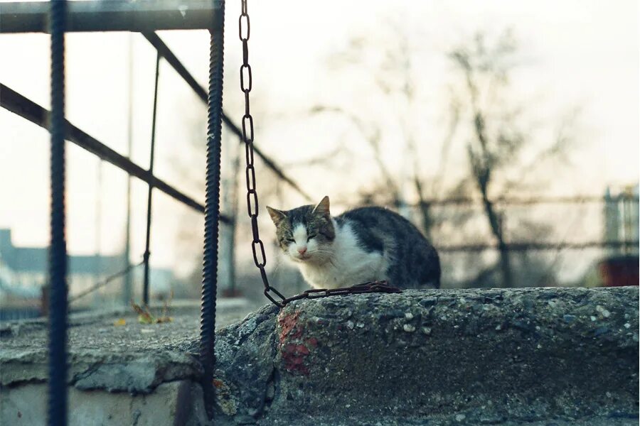 Кот на цепи фото Фотография Кот на цепи, автор Mary