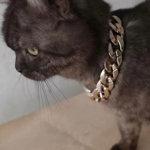Кот на цепи фото Fashion Pet Necklace Dog Chain Collar Wide Necklace Collar Adjustable Decor BT e