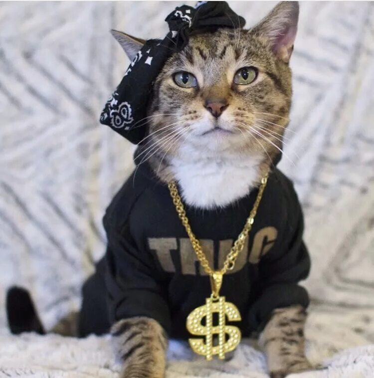 Кот на цепи фото Thug Life Cats, Cute cats, Thug life cat