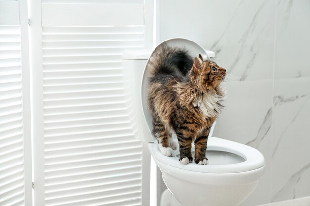 Кот на унитазе фото страница 3 Фото Cat Toilet, более 95 000 качественных бесплатных стоковых фото