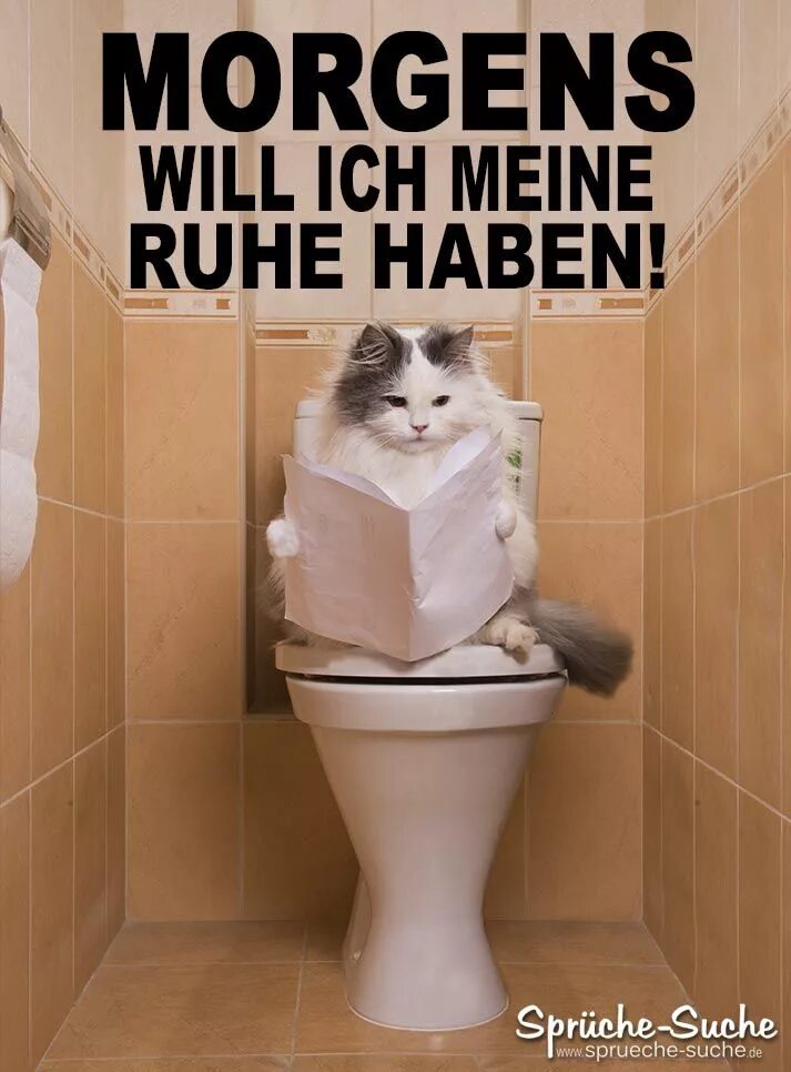 Кот на унитазе фото Morgens will ich meine Ruhe haben! - Sprüche-Suche Lustige tiersprüche, Hitze lu