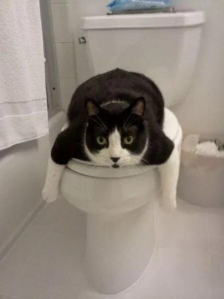 Кот на унитазе фото Pin by Brandon Swift on ♥ Love Cats Cute cats, Funny cat pictures, Funny animal 