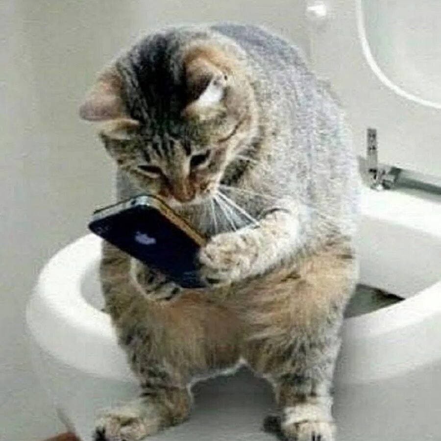 Кот на унитазе фото Top Funny Cats - YouTube