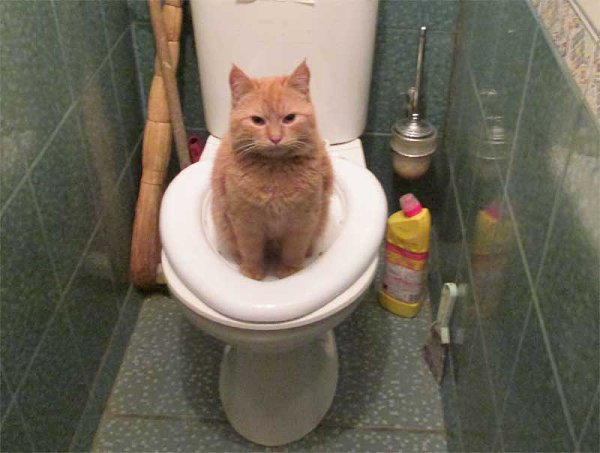 Кот на унитазе фото Самодельная накладка на унитаз для кота.