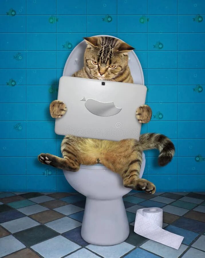 Кот на унитазе фото Cat with a Laptop on the Wc Stock Image - Image of white, tile: 153256357