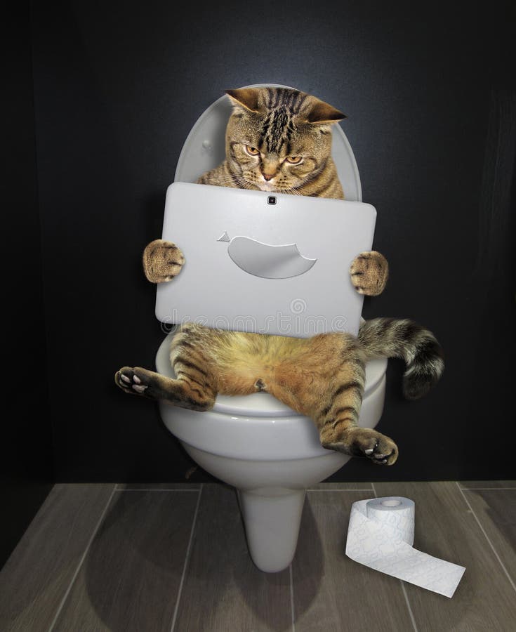 Кот на унитазе фото 4,233 Toilet Cat Stock Photos - Free & Royalty-Free Stock Photos from Dreamstime