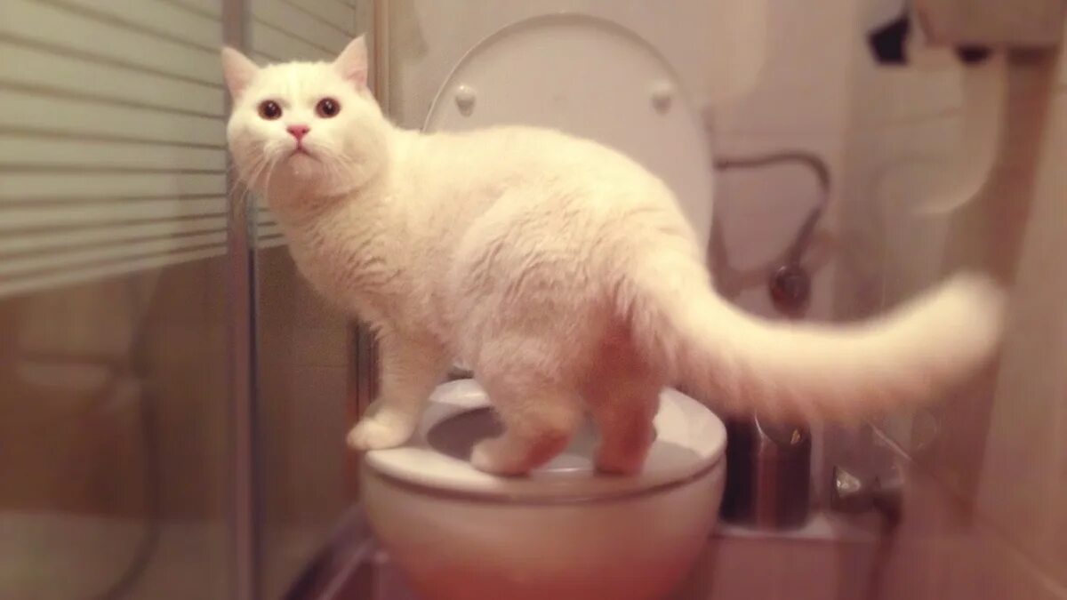 Кот на унитазе фото Wondering How to Train a Cat to Use the Toilet? What to Know Before You Ever Sta