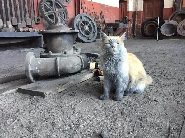 Кот на заводе фото Dirt the Railway Cat - - The Great Cat Store for all your Cat Needs Great cat, C