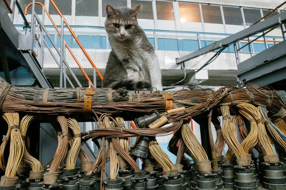 Кот на заводе фото Фотографии животных, которые были сделаны на прошлой неделе Фотографии животных,