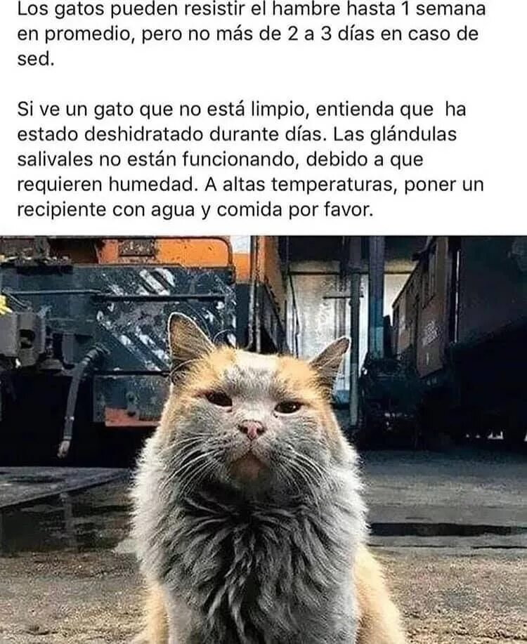 Кот на заводе фото Pin de Yolanda Huerta en Hablando de animales en 2020 Gatos, Animales