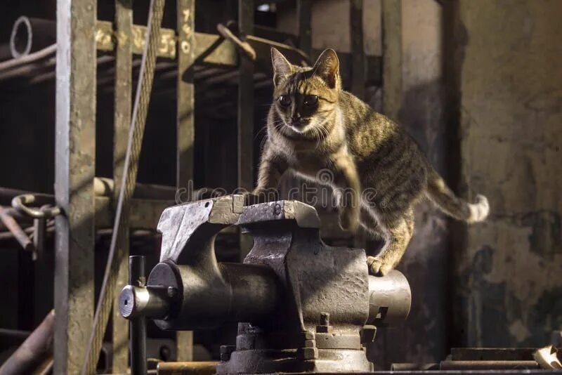 Кот на заводе фото Cat in the machine stock photo. Image of lying, secretary - 30142326
