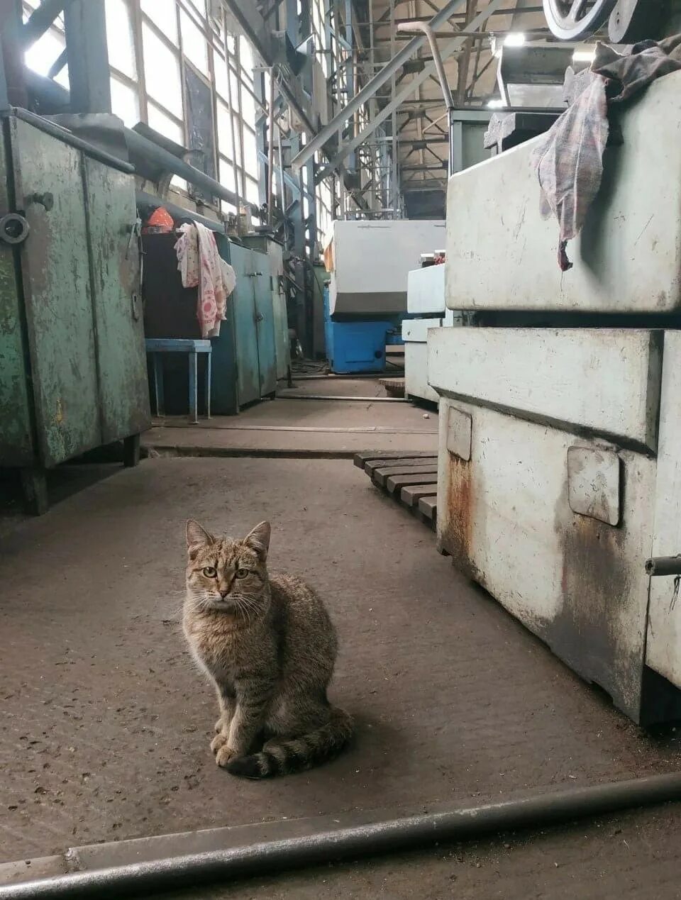 Кот на заводе фото Коты ишачат на заводе - ЯПлакалъ