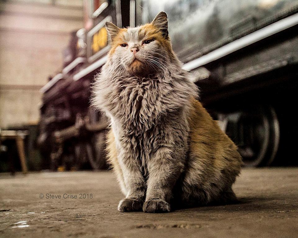 Кот на заводе фото Nevada rail museum cat who became an internet hit mourned - Yahoo Sport