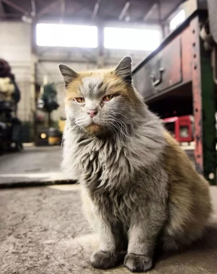 Кот на заводе фото Meet 'Dirt', The Nevada Railway Cat That Always Looks Like He Needs A Bath Cats,