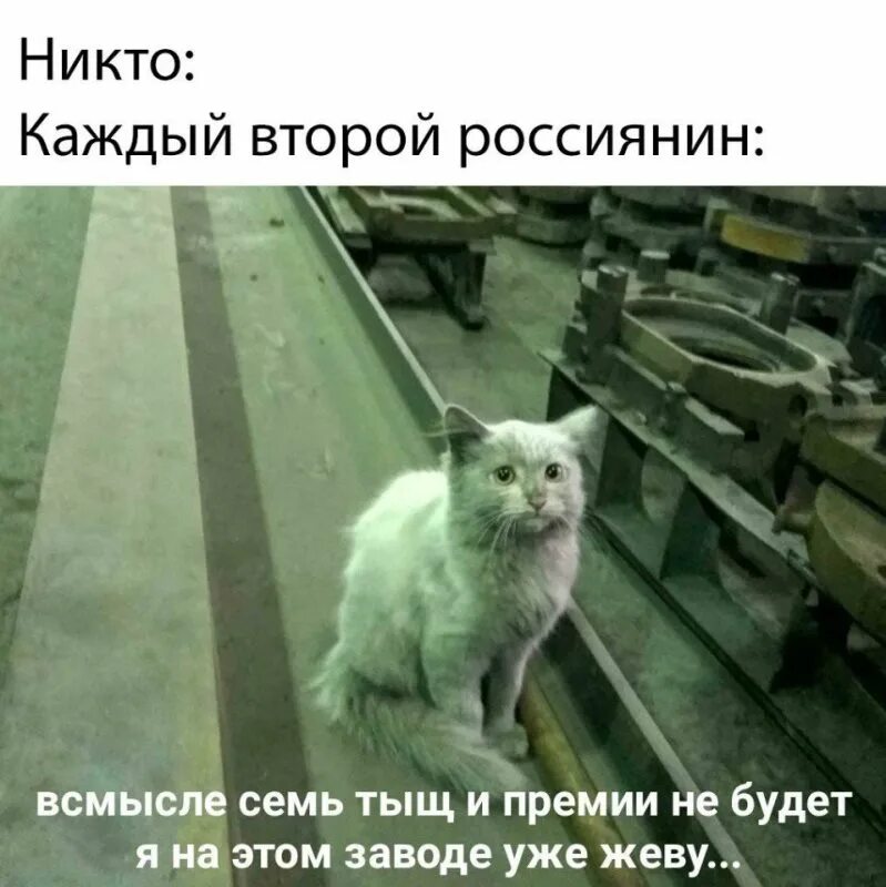 Кот на заводе фото Встань и иди... требовать прибавку. Как повысить зарплату перед Новым годом?