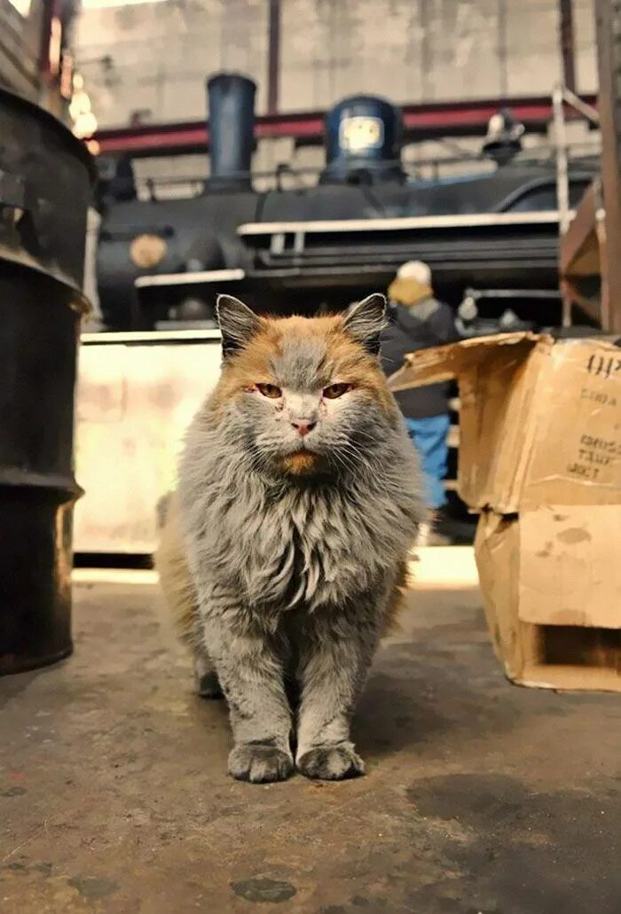 Кот на заводе фото Meet 'Dirt', The Nevada Railway Cat That Always Looks Like He Needs A Bath Cats,