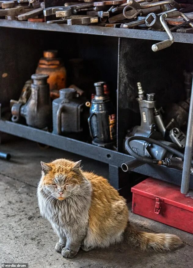 Кот на заводе фото Celebrity blue collar cat called Dirt dies aged 15 shot to global fame after soo