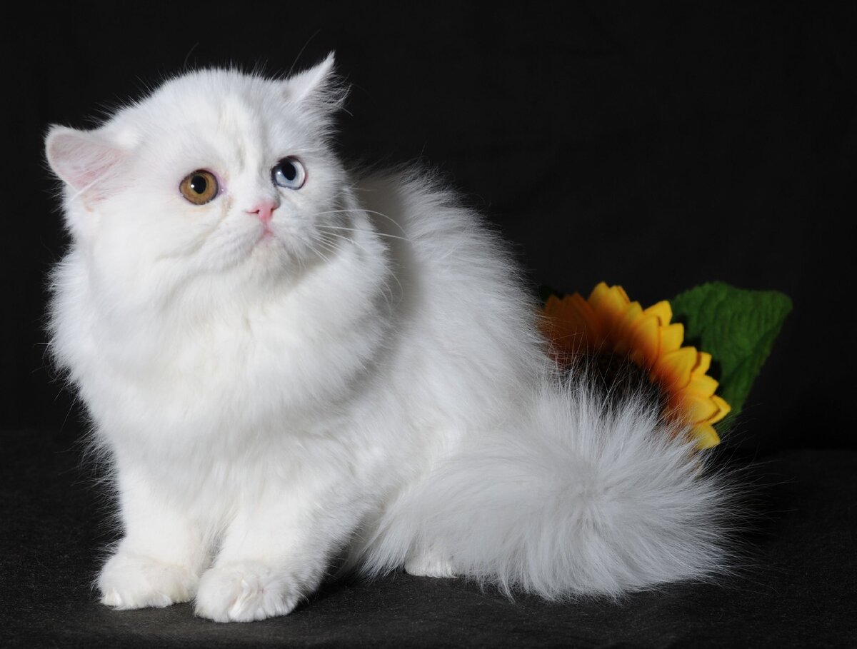 Кот наполеон фото Самые редкие породы кошек. Котопес и другие животные. Дзен