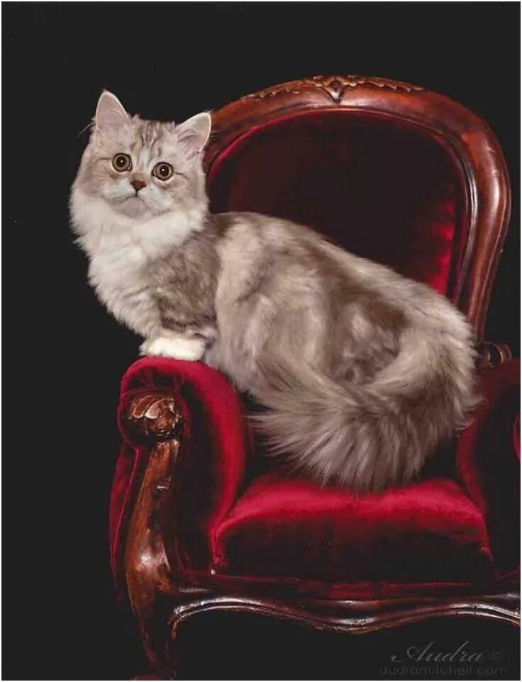 Кот наполеон фото Top 10 Rare Cat Breeds Rare cats, Cat breeds, Napoleon cat