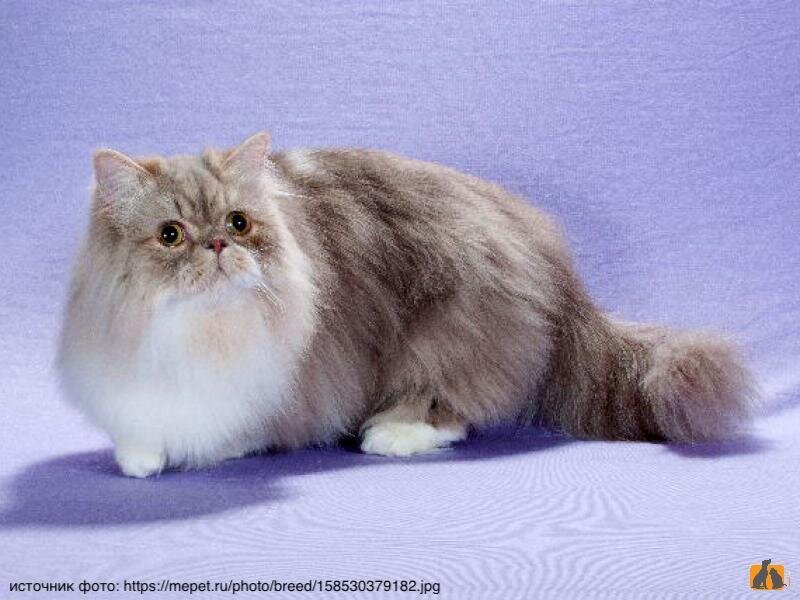 Кот наполеон фото Усатая мелкота: породы самых маленьких кошек Мой обожаемый кот Дзен