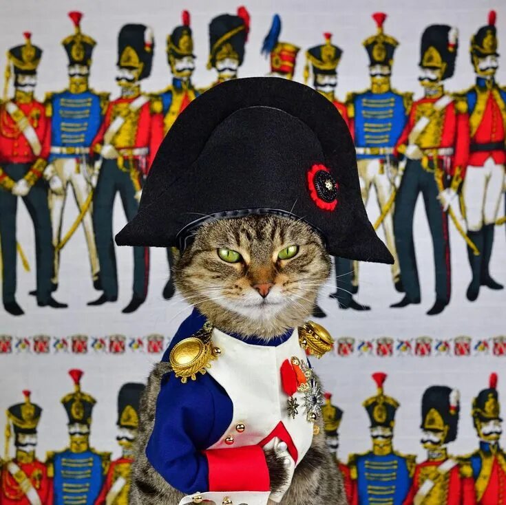 Кот наполеон фото A History of Felines, as Narrated and Illustrated by a Cat Cat icon, Cat aesthet