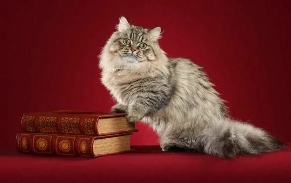 Кот наполеон фото Found on Bing from catsplace.org Napoleon cat, Cat breeds, Small cat breeds