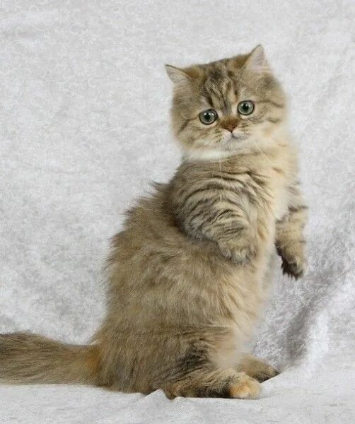 Кот наполеон фото New & Unusual Cat Breeds Cat breeds, Napoleon cat, Munchkin cat