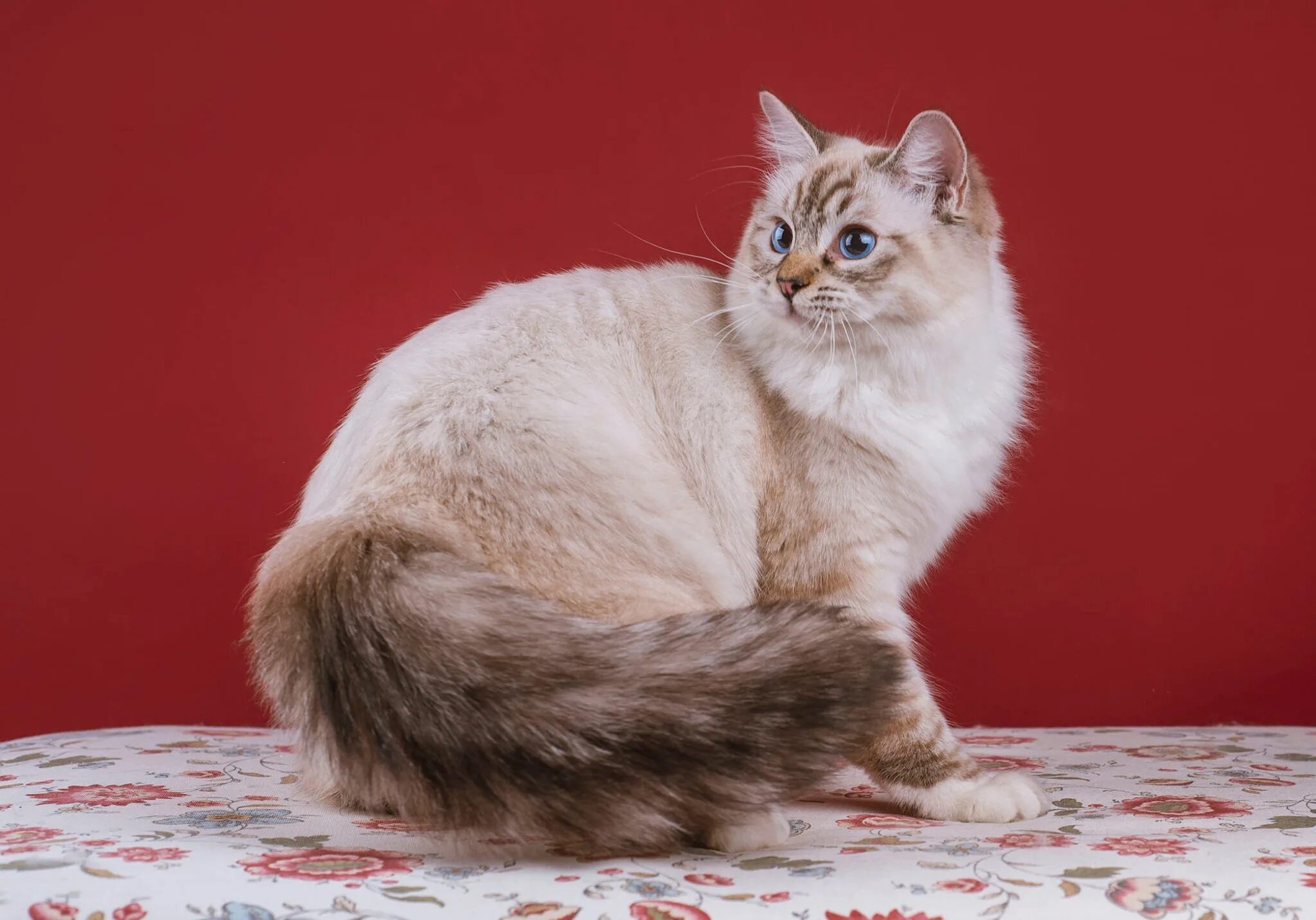 Кот наполеон фото Скачать обои кошка, кот, взгляд, полоски, поза, серый, милая, мордочка, раздел к