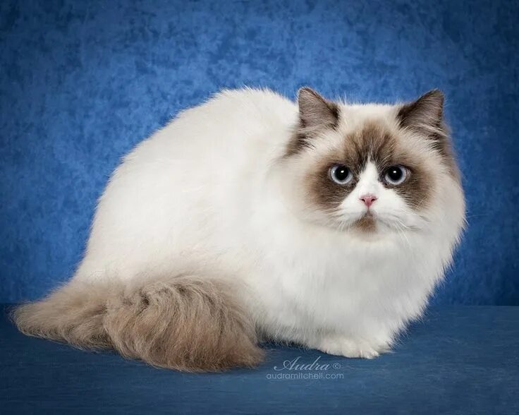 Кот наполеон фото #DidYouKnow: The rare and beautiful Napoleon breed of #cat is a cross between a 