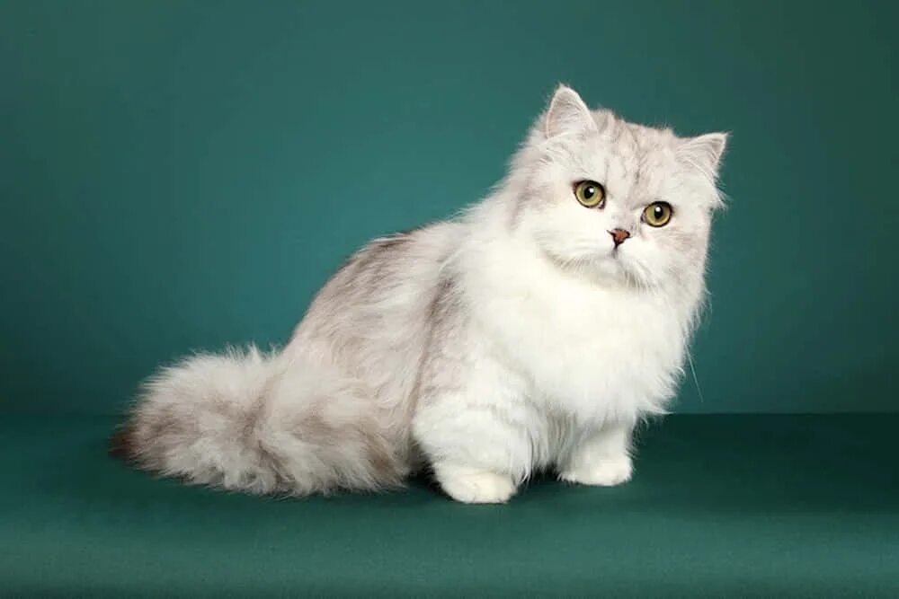 Кот наполеон фото Download Adorable Napoleon Cat lounging on a cozy couch Wallpaper Wallpapers.com